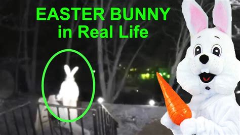 real proof real life easter bunny